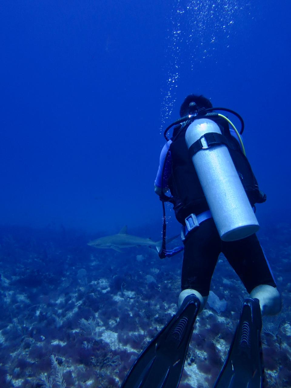 buceo con tiburones, punta cana